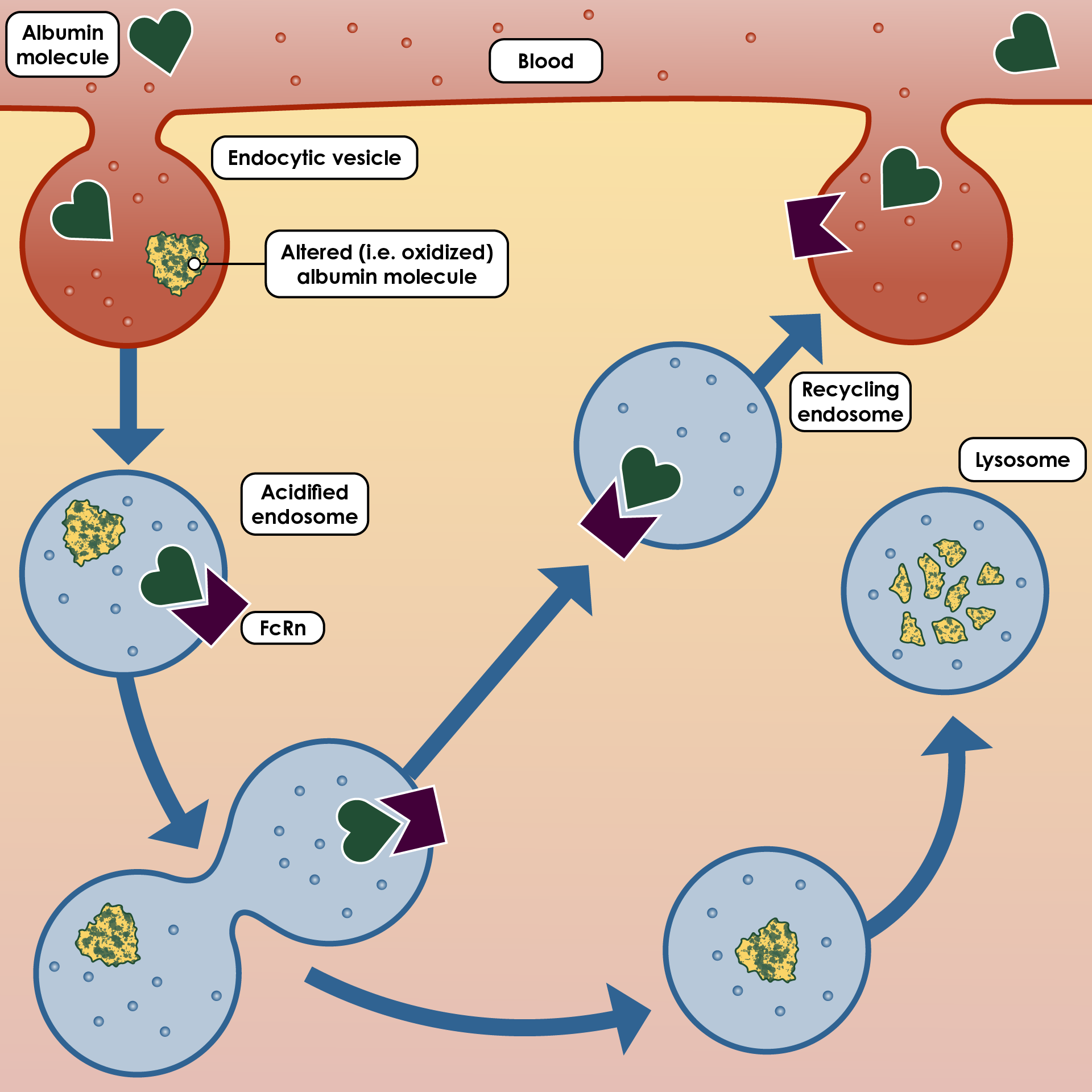 The metabolism of albumin by Bernardi et al