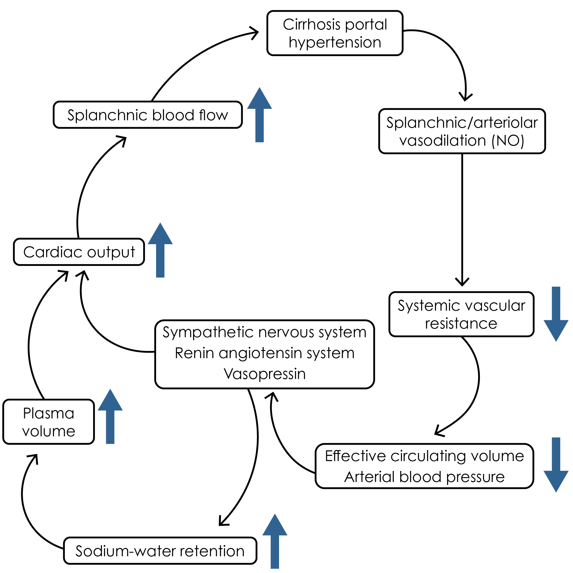 The physiological cascade of events in cirrhosis