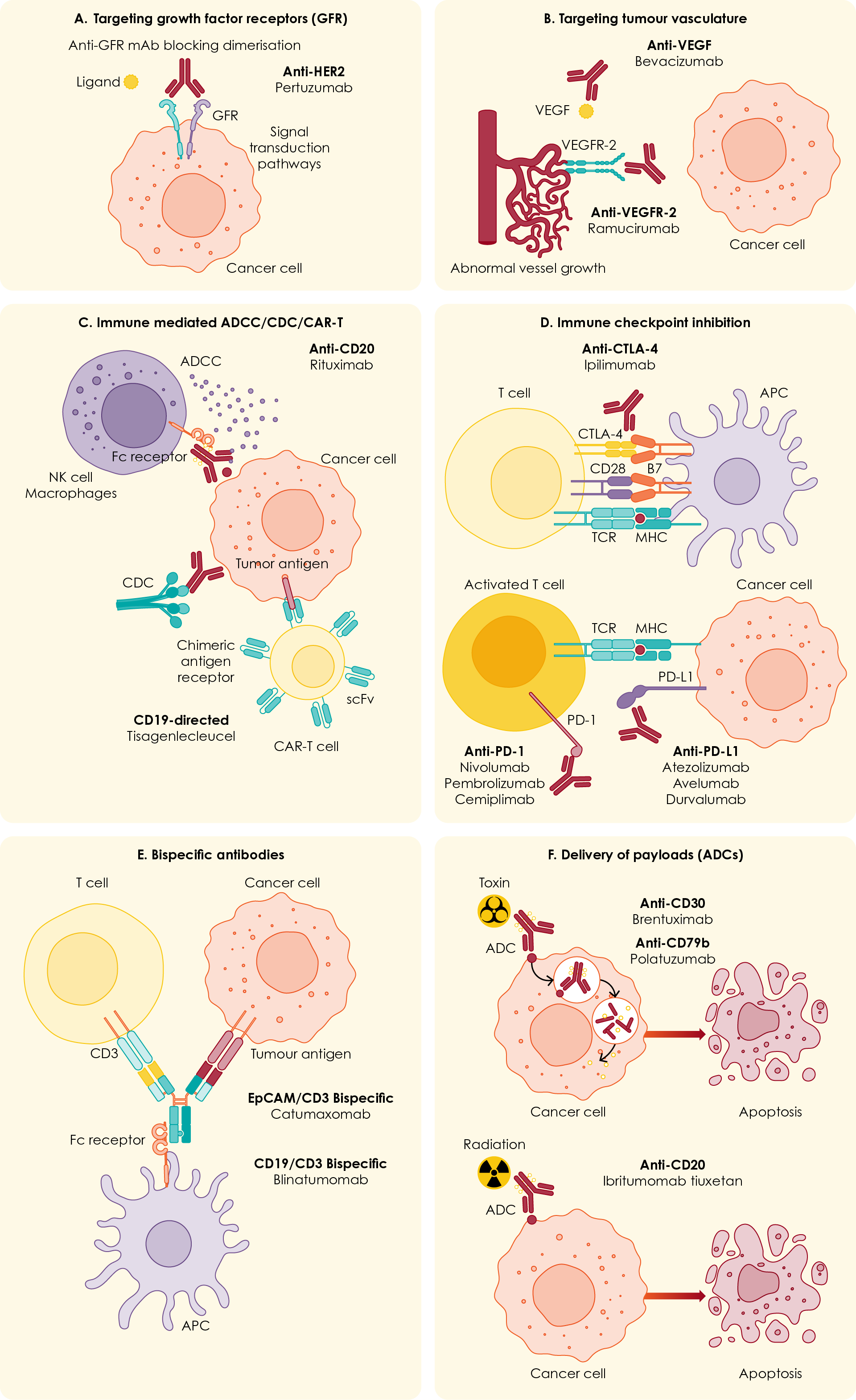 Figure 2. Monoclonal antibodies used in various cancers35. ADCC, antibody-dependent cellular cytotoxicity; APC, antigen-presenting cell; CAR-T, chimeric antigen receptor T cell; CD, cluster of differentiation; CDC, complement-dependent cytotoxicity; CTLA-4, cytotoxic T-lymphocyte associated protein 4; Fc, fragment crystallisable; HER2, human epidermal growth factor receptor 2; mAb, monoclonal antibody; MHC, major histocompatibility complex; NK, natural killer; PD-L1, programmed death-ligand 1; scFv, single-chain variable fragment; TCR, T cell receptor; VEGF, vascular endothelial growth factor.